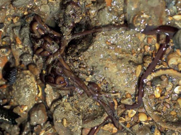 bantli solucan-d7.jpg